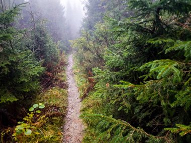 Sis ve ağaçlarla kaplı sonbahar ormanı