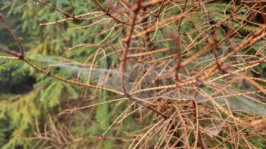 Kışın kozalaklı bir ormanın bulanık arka planında yeşil iğneler ve iğnelerle çam ağacı dalı