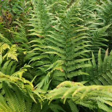 Ormanda yeşil eğrelti otu