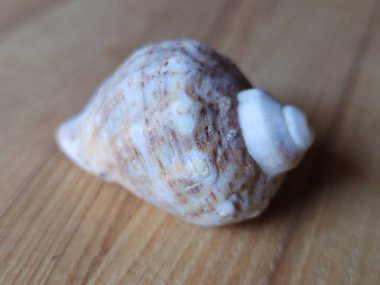 beyaz kum arka planında deniz kabuğu