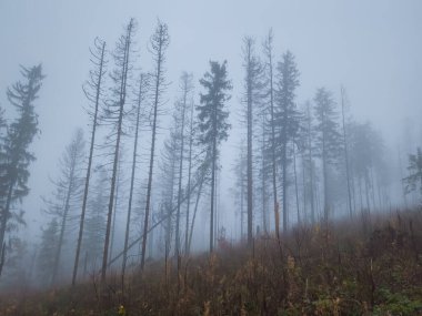Dağlarda sisli bir sabah. Karpat Ormanı. ukraine.