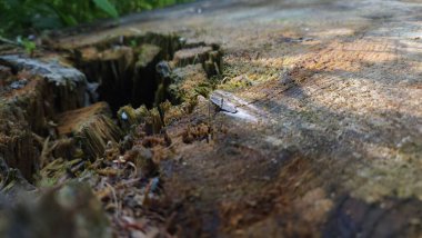 Ormandaki eski tahta kütük