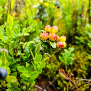 Yaban mersini yakından geliyor.