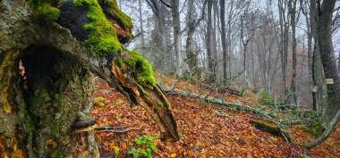Renkli ağaçlı sonbahar ormanı