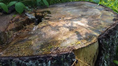 Ormandaki yaşlı kütük.