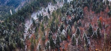 Kış ormanında güzel bir ağaç görüntüsü.