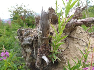 Güzel botanik fotoğrafı, doğal duvar kağıdı.
