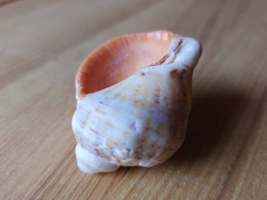 Tahta zemin üzerinde deniz kabuğu