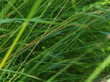 Bahçedeki yeşil çimenler