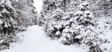 Kış karı - ormandaki ağaçlar