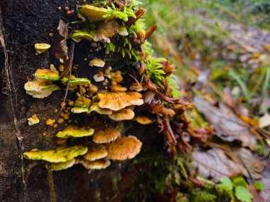 Mantarları yakın çekim