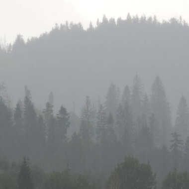 Sis ve ağaçlarla dolu sisli bir sabah