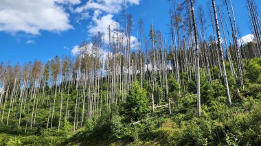 Ormanın güzel manzarası