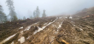 Dağlardaki ormanda toprak bir yol. yüksek kaliteli fotoğraf