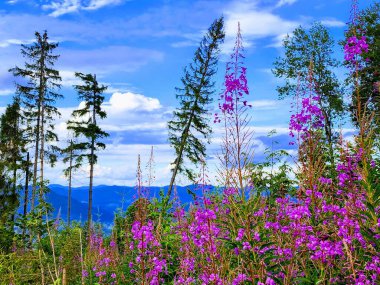 Güzel bir dağ sırası olan yaz manzarası