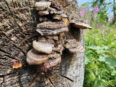 ağaç kabuğu dokusu arkaplanı