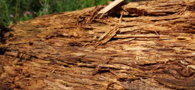 Bir ağaç kabuğunun yakın plan çekimi.