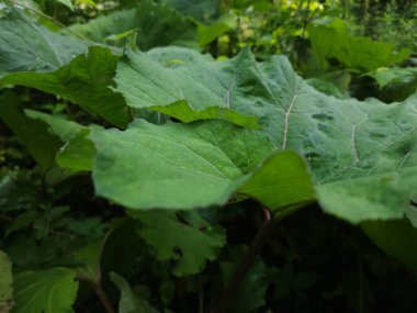 bir bitkinin yeşil yaprakları