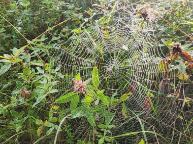 Çimlerin üzerinde örümcek ağı