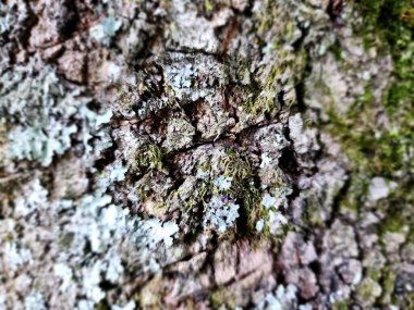 Ağaç kabuğunun dokusu