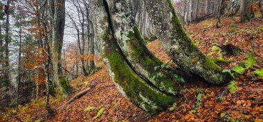 Karpat Dağları 'ndaki güzel orman