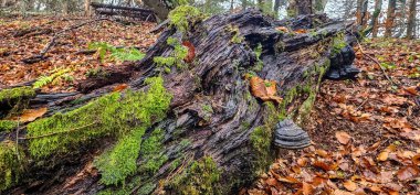 Ormanda büyük bir ağaç