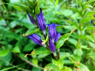 Bitkinin mavi çiçeği