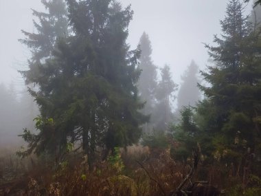 Sisli sonbahar orman sabah