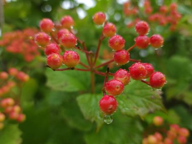 Olgun kırmızı bir ağaç meyvesi