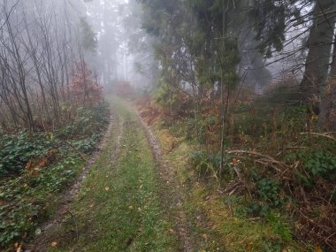 Sisin içinde ormanın içindeki patika.