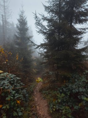 Sonbahar ormanlarında yol.