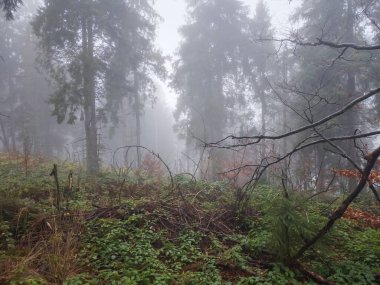 Siste ağaçlarla kaplı sonbahar ormanı, Slovakya