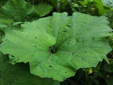 yeşil yapraklar, bitkiler ve yapraklar