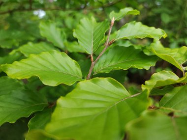 Kestane yaprağının seçici odak noktası.
