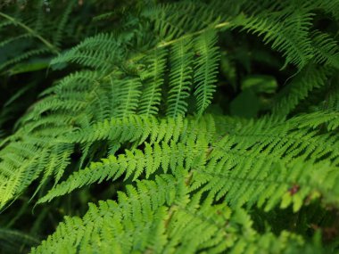 yeşil eğreltiotu yaprakları, bitki örtüsü ve yapraklar