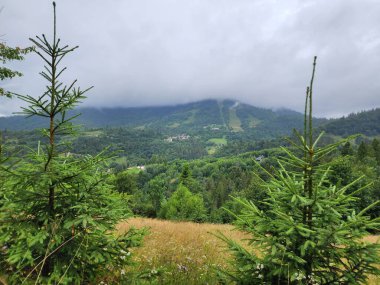 Karpatlar 'daki yeşil dağ manzarası