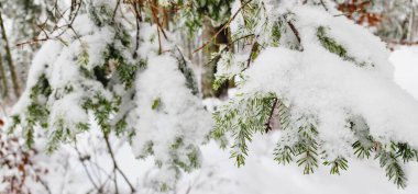 Kışın beyaz karlı ladin dalları