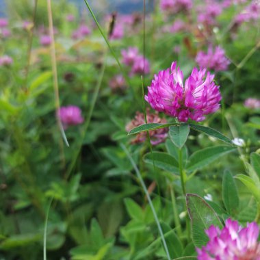 pembe yonca alanında