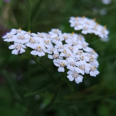 Bahçedeki güzel çiçekler