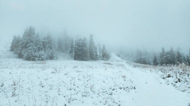 Dağlardaki kış ormanı taze karla kaplıydı. güzel doğa.