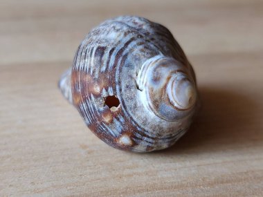 Tahta yüzeydeki deniz kabuklarının yakın çekimi.