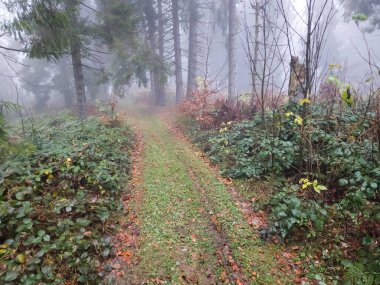 Ormanda sisli bir sabah