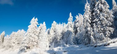 Karla kaplı ağaçlarla kaplı kış ormanı