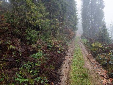 Sisin içinde bir ormanla sonbahar manzarası