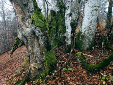 Ormanda yosun tutan bir ağacın dikey görüntüsü.