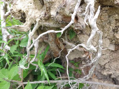 Doğal desenli eski ahşap doku.