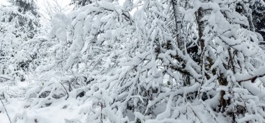Kar - kış ormanında ağaçlarla kaplı