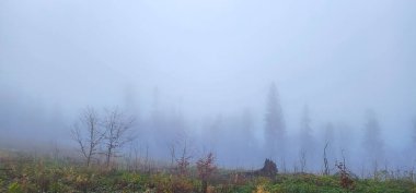Karpatya ormanında sisli bir sabah
