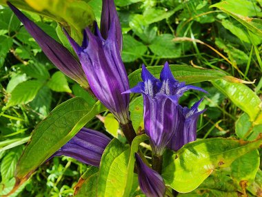 Bahçedeki güzel çiçekler