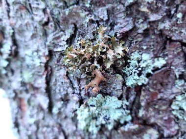 Ağaç kabuğundaki yosunları kapat.